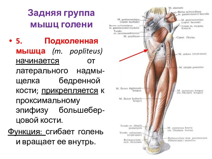 5. Подколенная мышца (m. popliteus) начинается от латерального надмы-щелка бедренной кости; прикрепляется