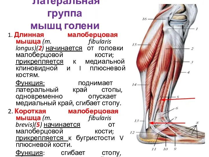 Латеральная группа мышц голени 1. Длинная малоберцовая мышца (m. fibularis longus)(2) начинается