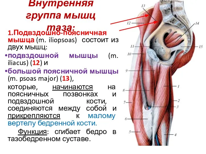 Внутренняя группа мышц таза: 1.Подвздошно-поясничная мышца (m. iliopsoas) состоит из двух мышц: