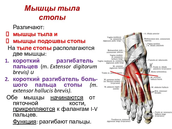 Мышцы тыла стопы Различают: мышцы тыла и мышцы подошвы стопы На тыле