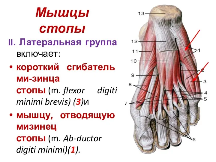 Мышцы стопы II. Латеральная группа включает: короткий сгибатель ми-зинца стопы (m. flexor