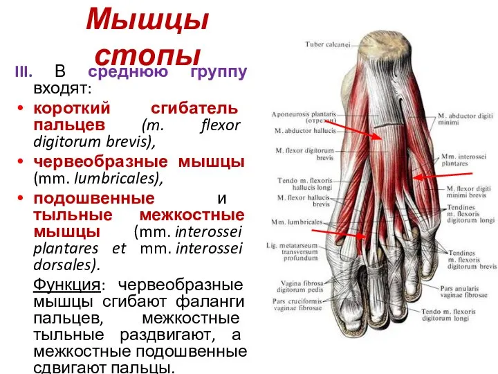 Мышцы стопы III. В среднюю группу входят: короткий сгибатель пальцев (m. flexor