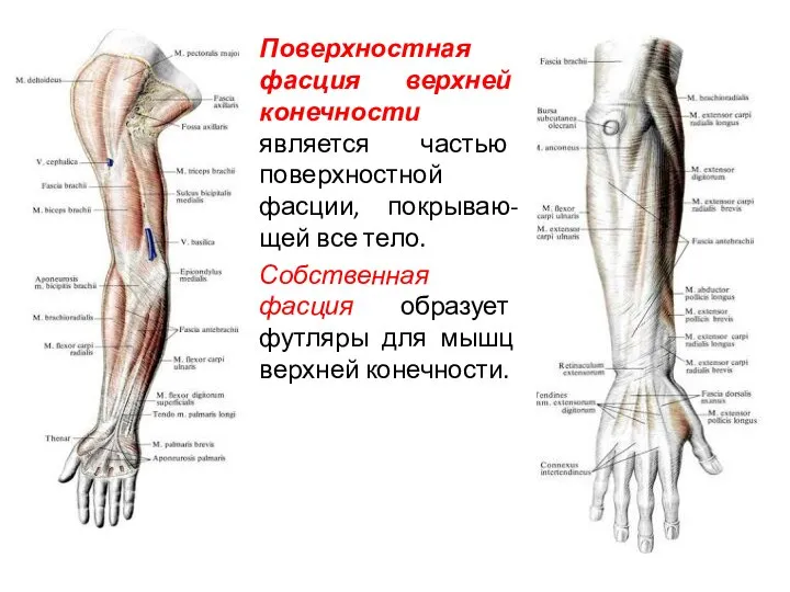 Поверхностная фасция верхней конечности является частью поверхностной фасции, покрываю-щей все тело. Собственная