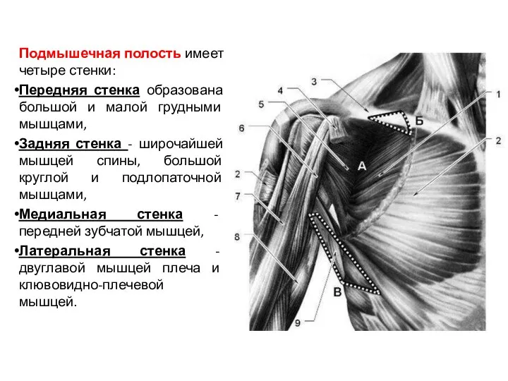 Подмышечная полость имеет четыре стенки: Передняя стенка образована большой и малой грудными