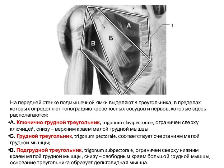 На передней стенке подмышечной ямки выделяют 3 треугольника, в пределах которых определяют