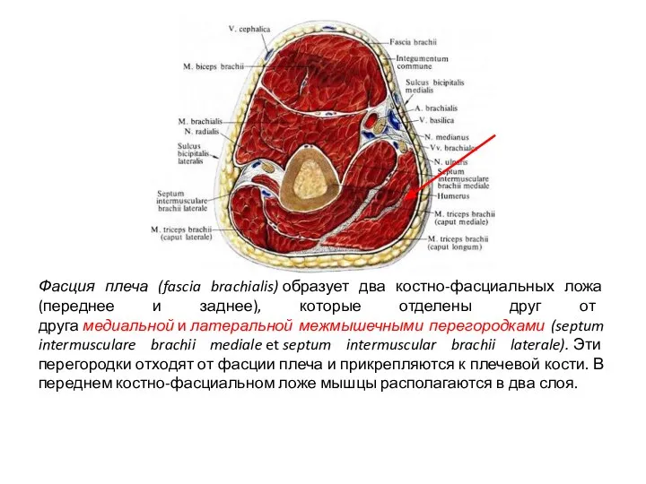 Фасция плеча (fascia brachialis) образует два костно-фасциальных ложа (переднее и заднее), которые