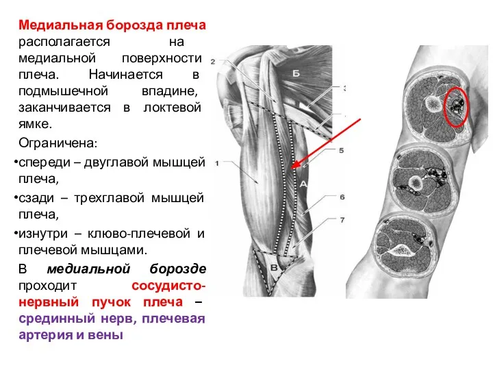 Медиальная борозда плеча располагается на медиальной поверхности плеча. Начинается в подмышечной впадине,