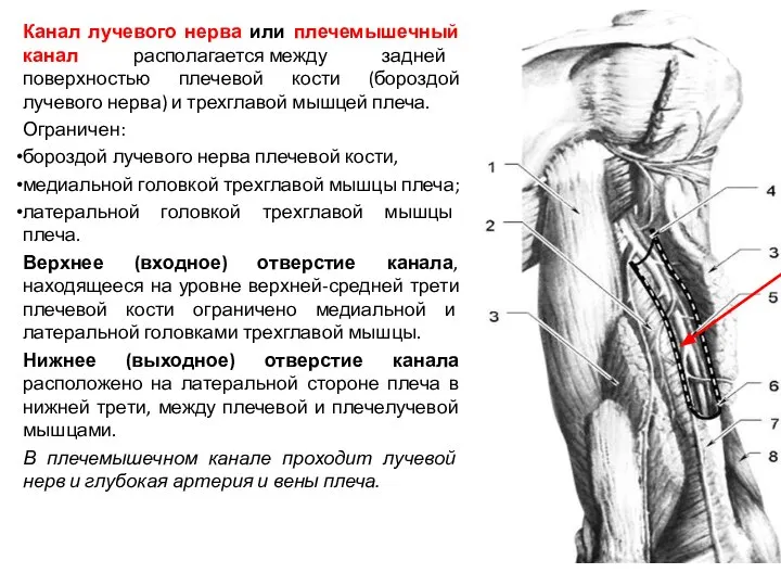 Канал лучевого нерва или плечемышечный канал располагается между задней поверхностью плечевой кости