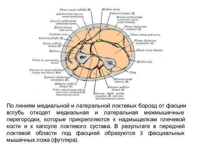 По линиям медиальной и латеральной локтевых борозд от фасции вглубь отходят медиальная