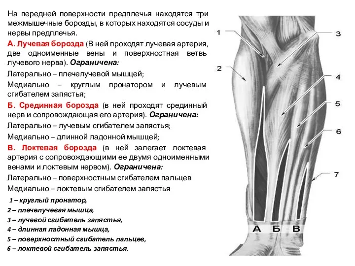 На передней поверхности предплечья находятся три межмышечные борозды, в которых находятся сосуды