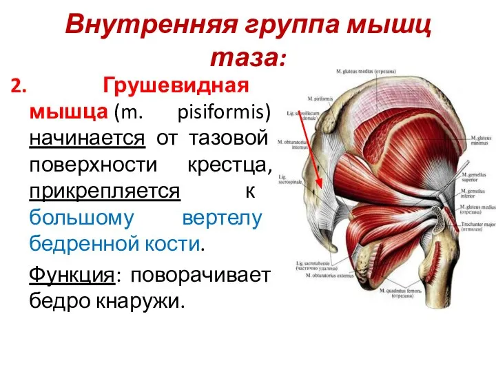 Внутренняя группа мышц таза: 2. Грушевидная мышца (m. pisiformis) начинается от тазовой