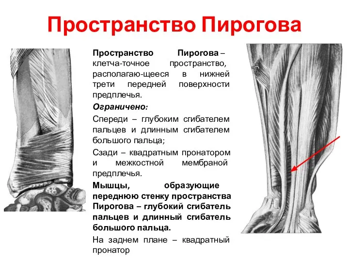 Пространство Пирогова Пространство Пирогова – клетча-точное пространство, располагаю-щееся в нижней трети передней