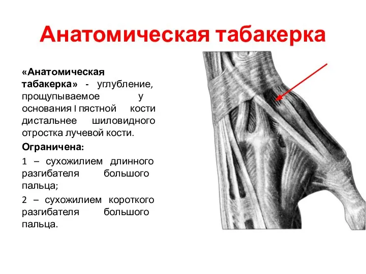 Анатомическая табакерка «Анатомическая табакерка» - углубление, прощупываемое у основания I пястной кости