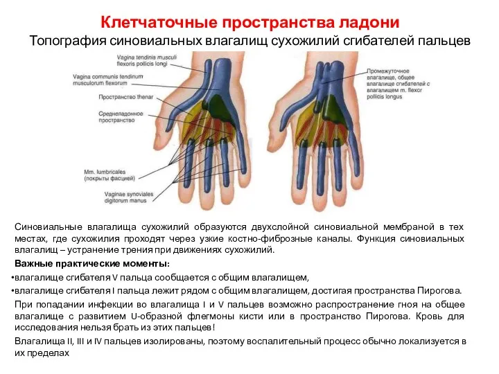 Клетчаточные пространства ладони Топография синовиальных влагалищ сухожилий сгибателей пальцев Синовиальные влагалища сухожилий