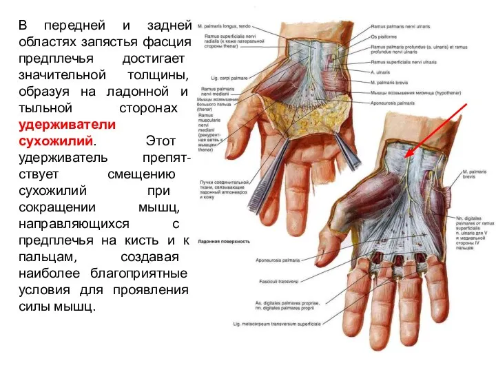 В передней и задней областях запястья фасция предплечья достигает значительной толщины, образуя