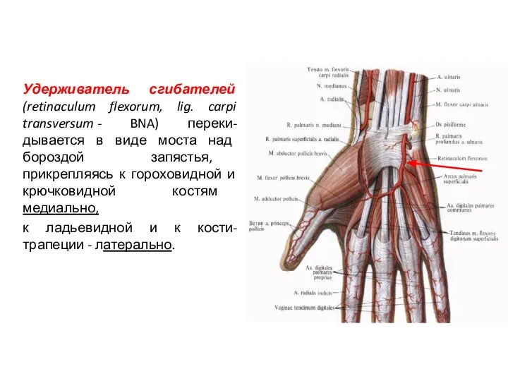 Удерживатель сгибателей (retinaculum flexorum, lig. carpi transversum - BNA) переки-дывается в виде