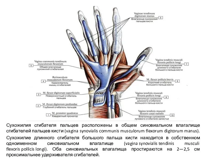 Сухожилия сгибателя пальцев расположены в общем синовиальном влагалище сгибателей пальцев кисти (vagina