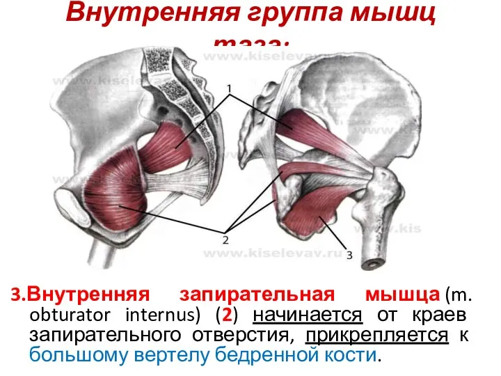 Внутренняя группа мышц таза: 3.Внутренняя запирательная мышца (m. obturator internus) (2) начинается