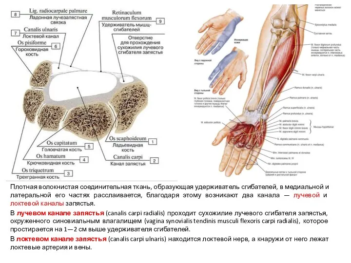 Плотная волокнистая соединительная ткань, образующая удерживатель сгибателей, в медиальной и латеральной его