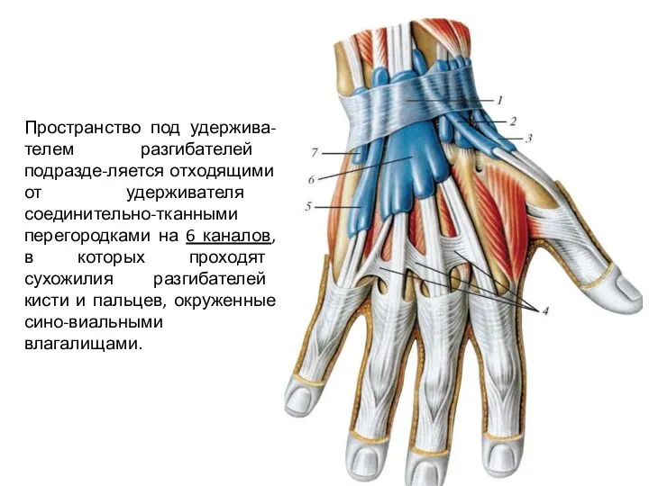 Пространство под удержива-телем разгибателей подразде-ляется отходящими от удерживателя соединительно-тканными перегородками на 6