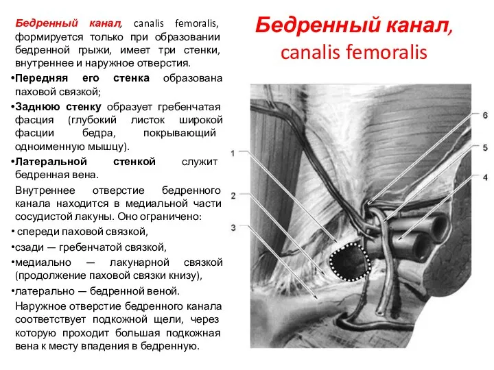 Бедренный канал, canalis femoralis Бедренный канал, canalis femoralis, формируется только при образовании