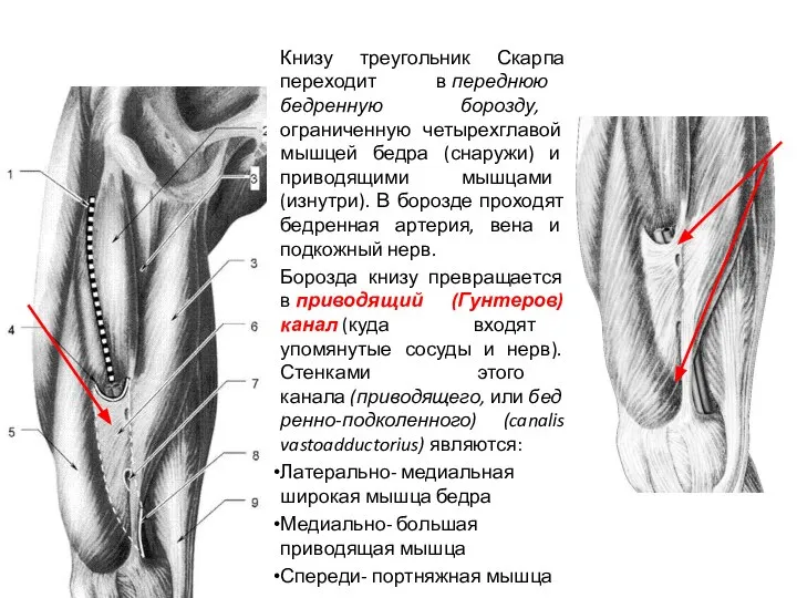 Книзу треугольник Скарпа переходит в переднюю бедренную борозду, ограниченную четырехглавой мышцей бедра