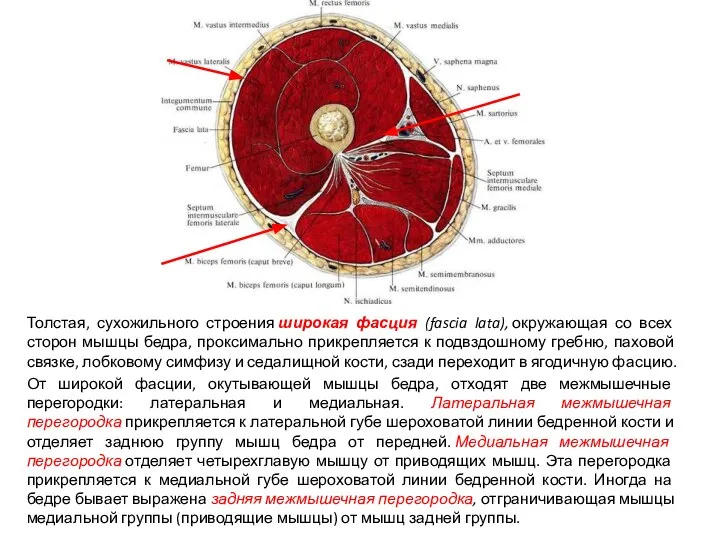 Толстая, сухожильного строения широкая фасция (fascia lata), окружающая со всех сторон мышцы