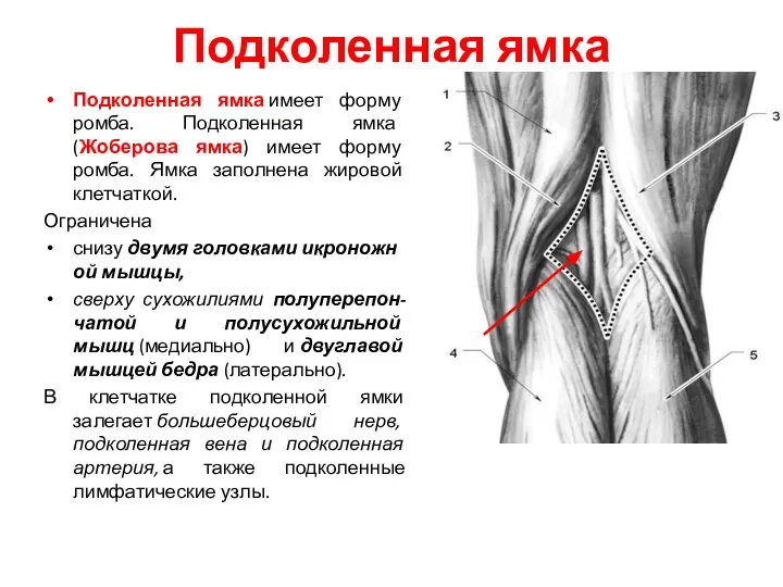 Подколенная ямка Подколенная ямка имеет форму ромба. Подколенная ямка (Жоберова ямка) имеет