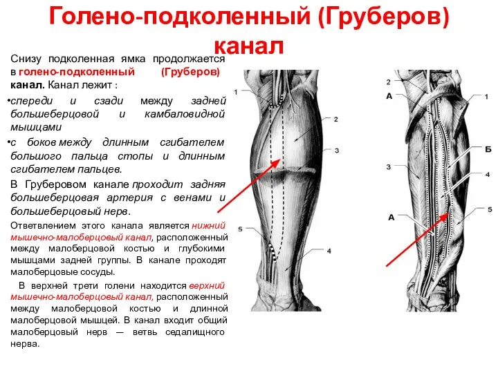 Голено-подколенный (Груберов) канал Снизу подколенная ямка продолжается в голено-подколенный (Груберов) канал. Канал