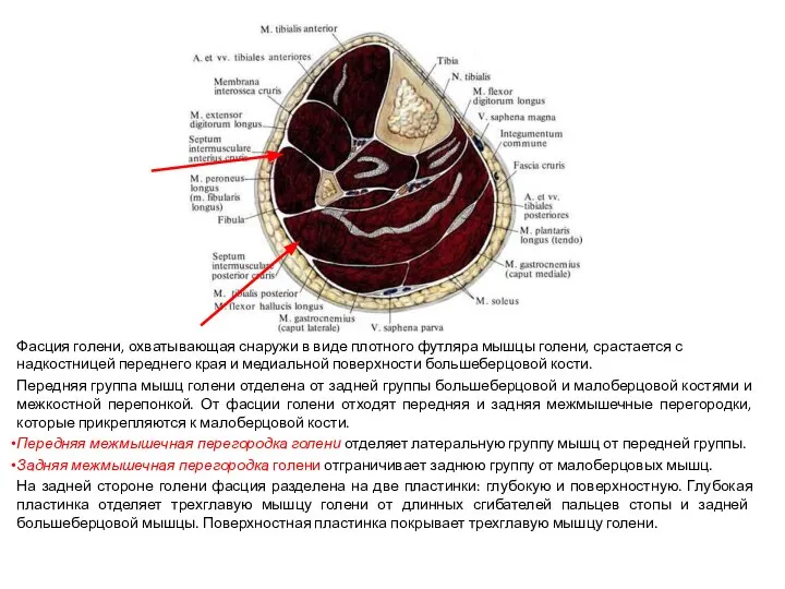 Фасция голени, охватывающая снаружи в виде плотного футляра мышцы голени, срастается с