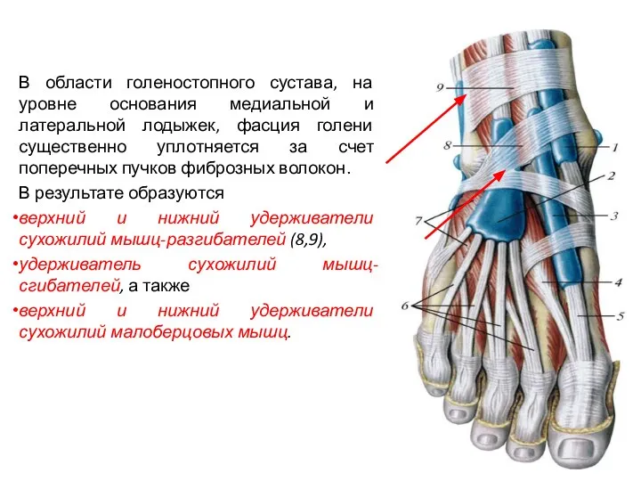 В области голеностопного сустава, на уровне основания медиальной и латеральной лодыжек, фасция