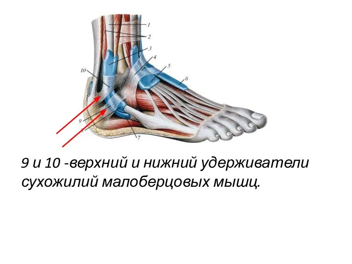 9 и 10 -верхний и нижний удерживатели сухожилий малоберцовых мышц.