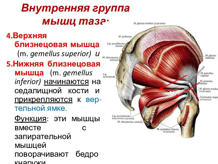 Внутренняя группа мышц таза: 4.Верхняя близнецовая мышца (m. gemellus superior) и 5.Нижняя