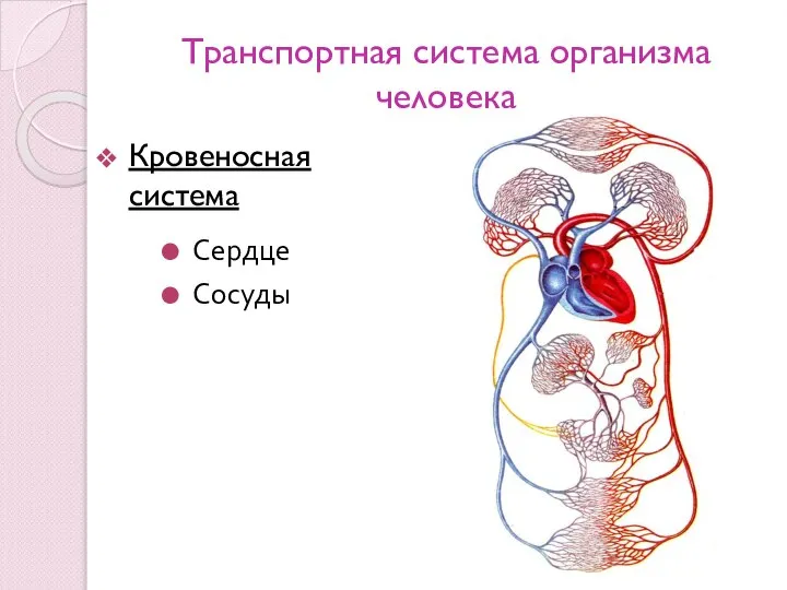 Транспортная система организма человека Кровеносная система Сердце Сосуды