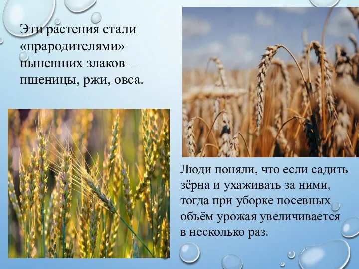 Эти растения стали «прародителями» нынешних злаков – пшеницы, ржи, овса. Люди поняли,