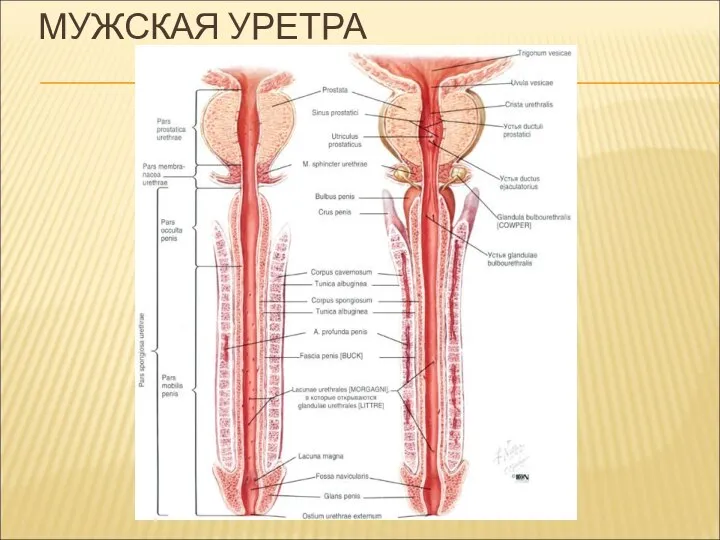 МУЖСКАЯ УРЕТРА