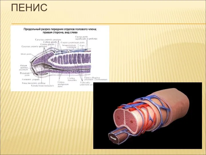 ПЕНИС