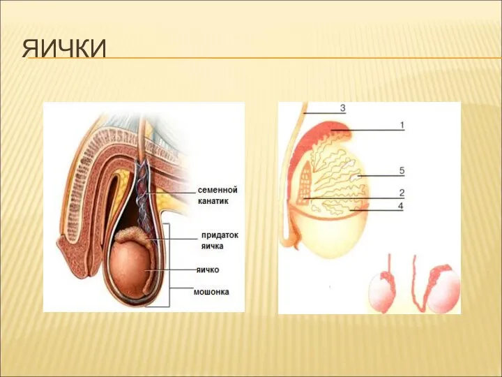 ЯИЧКИ