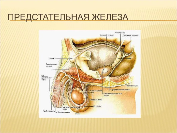 ПРЕДСТАТЕЛЬНАЯ ЖЕЛЕЗА