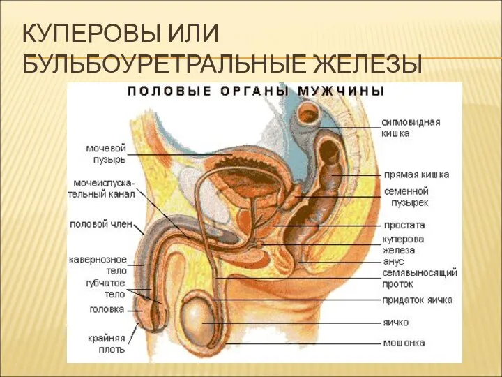 КУПЕРОВЫ ИЛИ БУЛЬБОУРЕТРАЛЬНЫЕ ЖЕЛЕЗЫ