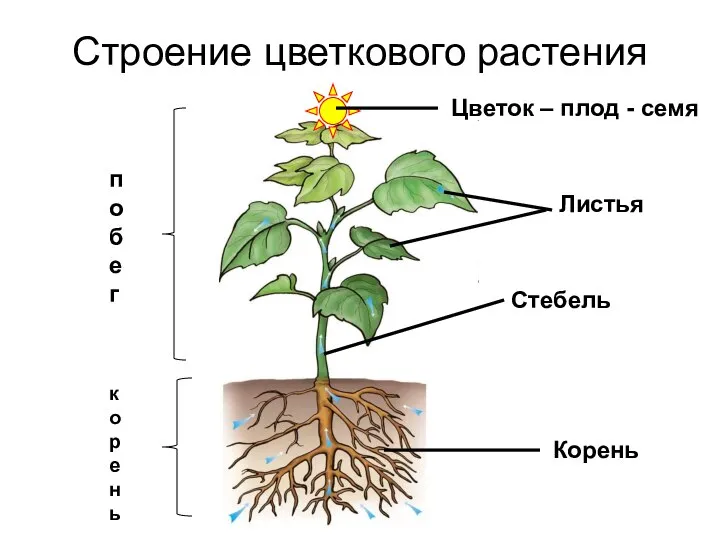 Строение цветкового растения корень побег Цветок – плод - семя Листья Стебель Корень