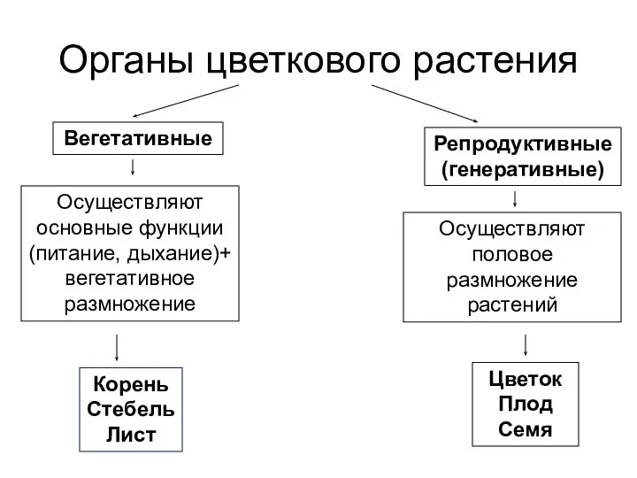 Органы цветкового растения Вегетативные Репродуктивные(генеративные) Осуществляют основные функции (питание, дыхание)+ вегетативное размножение