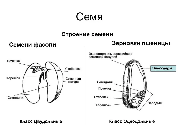 Семя Строение семени Семени фасоли Зерновки пшеницы Класс Двудольные Класс Однодольные Эндосперм