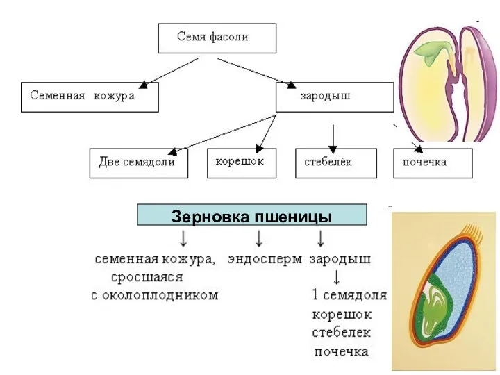 Зерновка пшеницы