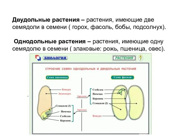 Двудольные растения – растения, имеющие две семядоли в семени ( горох, фасоль,