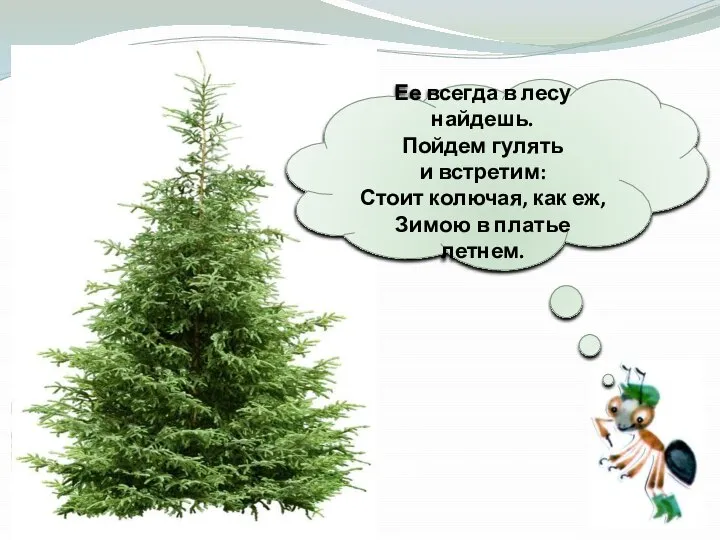 Ее всегда в лесу найдешь. Пойдем гулять и встретим: Стоит колючая, как