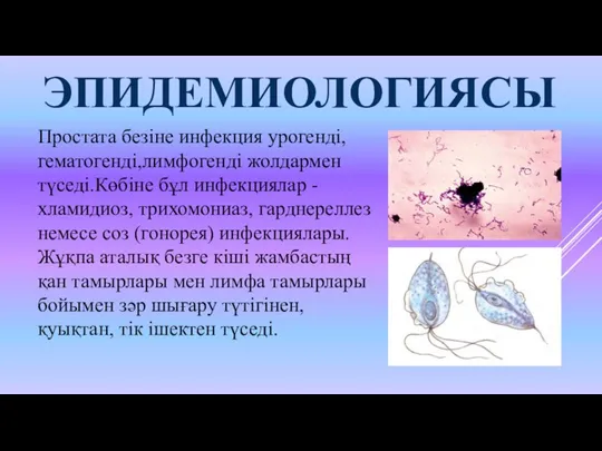 ЭПИДЕМИОЛОГИЯСЫ Простата безіне инфекция урогенді,гематогенді,лимфогенді жолдармен түседі.Көбіне бұл инфекциялар - хламидиоз, трихомониаз,