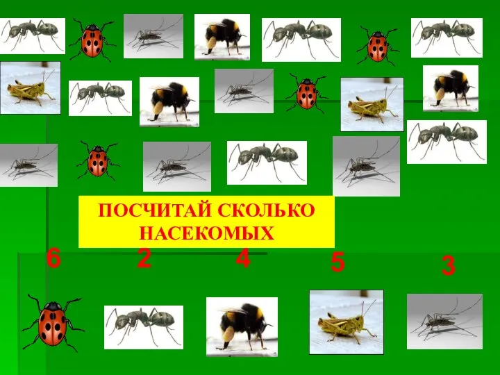 4 6 2 5 3 ПОСЧИТАЙ СКОЛЬКО НАСЕКОМЫХ