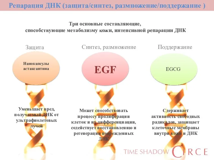 Репарация ДНК (защита/синтез, размножение/поддержание ) Защита Синтез, размножение Три основные составляющие, способствующие