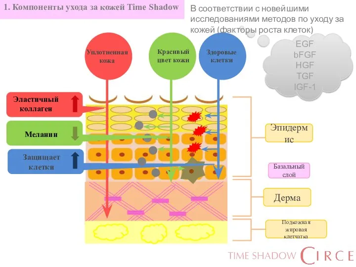 1. Компоненты ухода за кожей Time Shadow EGF bFGF HGF TGF IGF-1